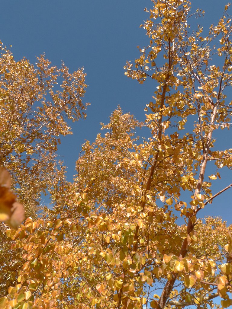 California-Fall2010 587.JPG